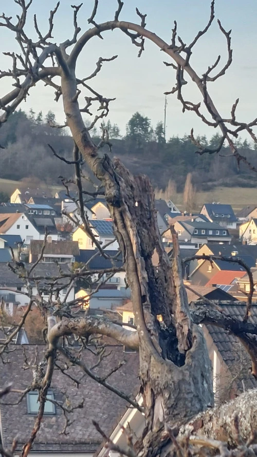 Ganz alter Apfelbaum